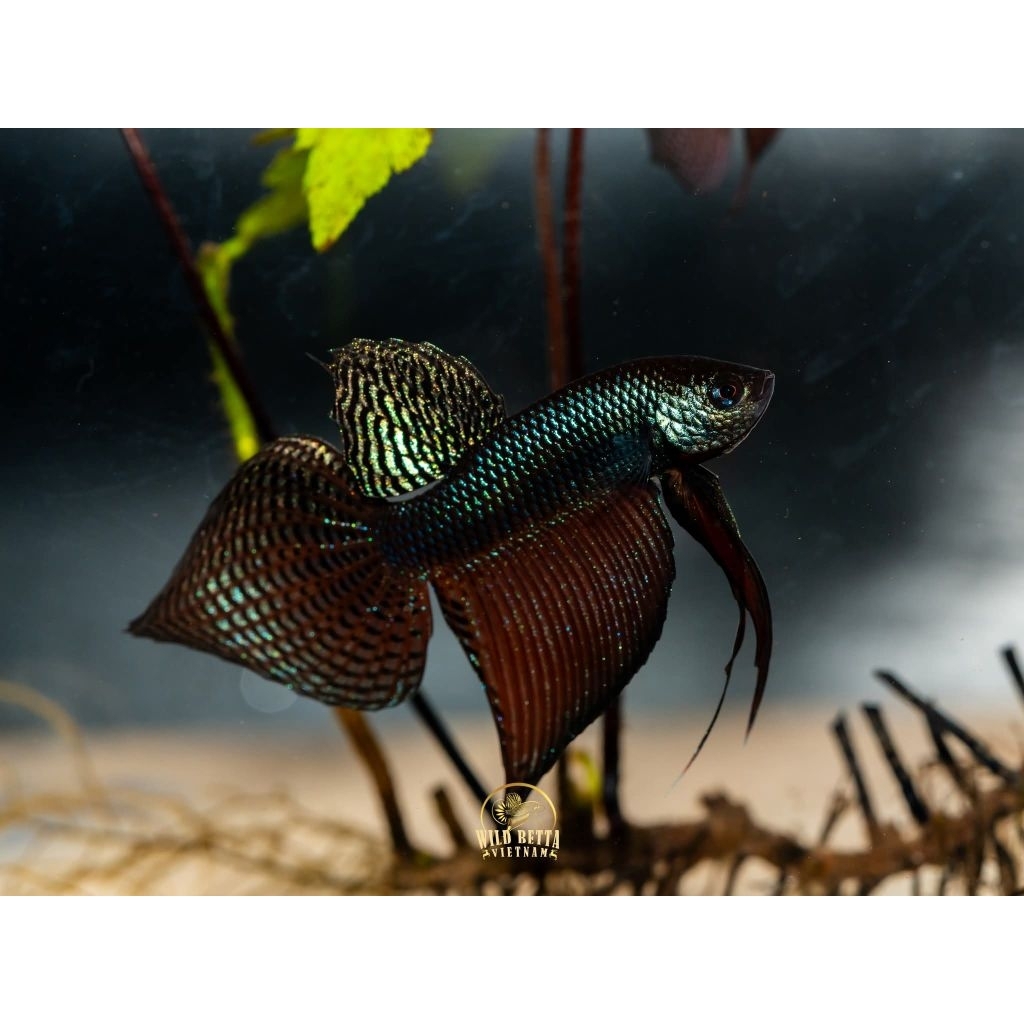 wild betta smaragdina guitar carbon original garansi