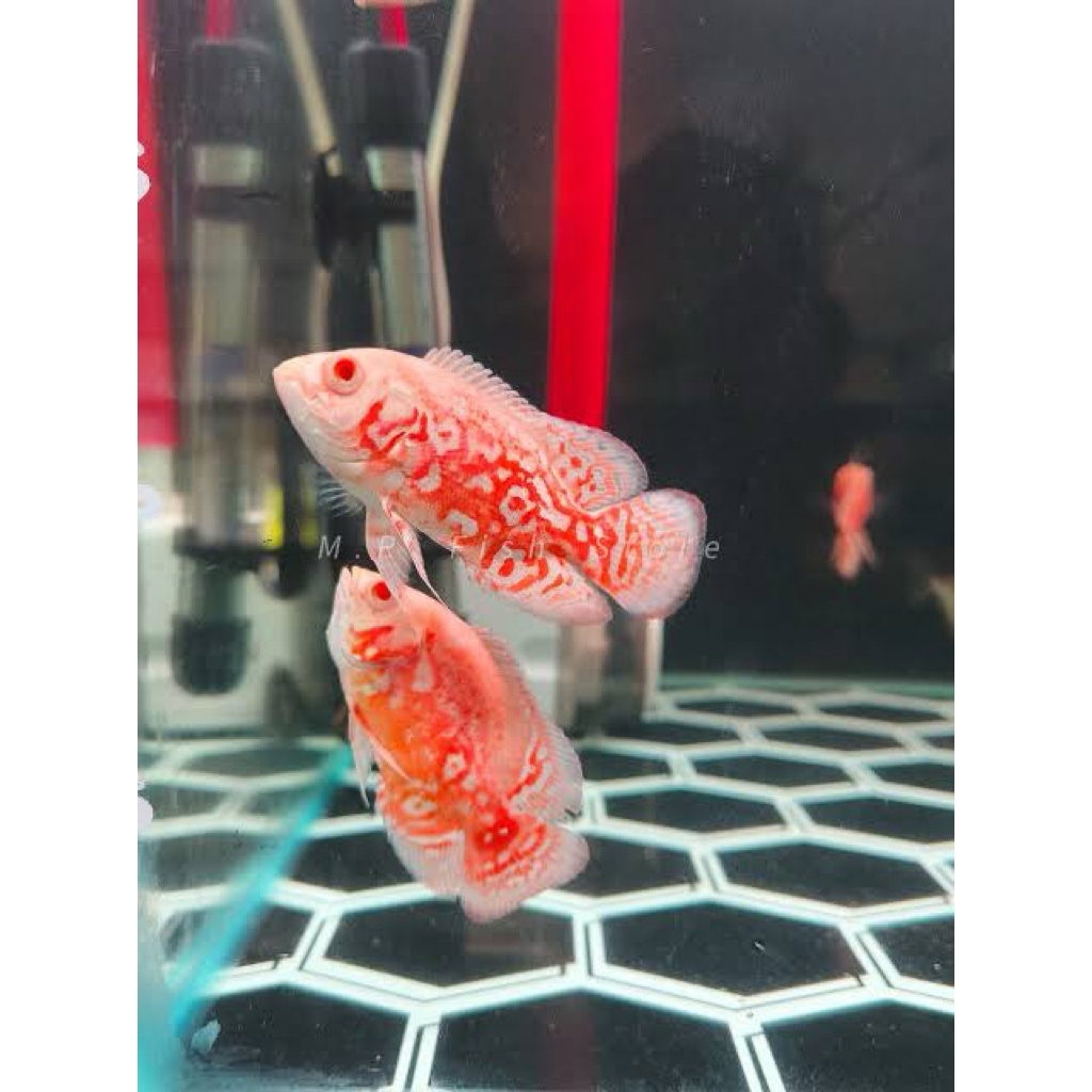 ikan hias oscar nemosize 10-11cm harga per ekor