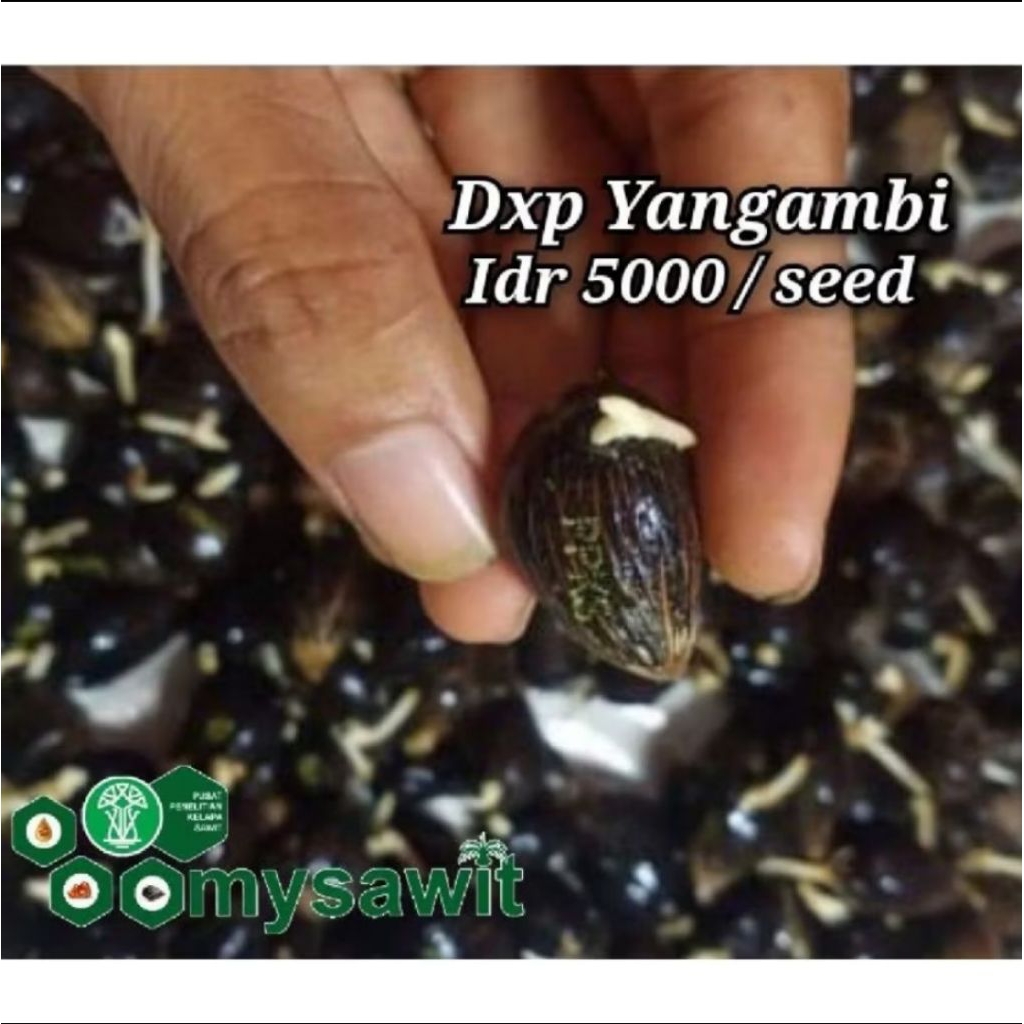 150 butir PPKS yangambi original sertifikat