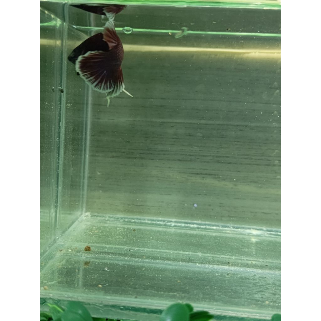 ikan cupang Dumbo lavender