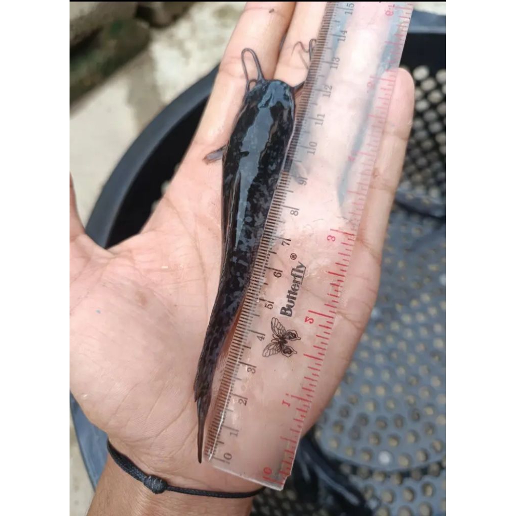 BIBIT LELE DUMBO PANJANG 11-12 CM (isi 100 ekor)