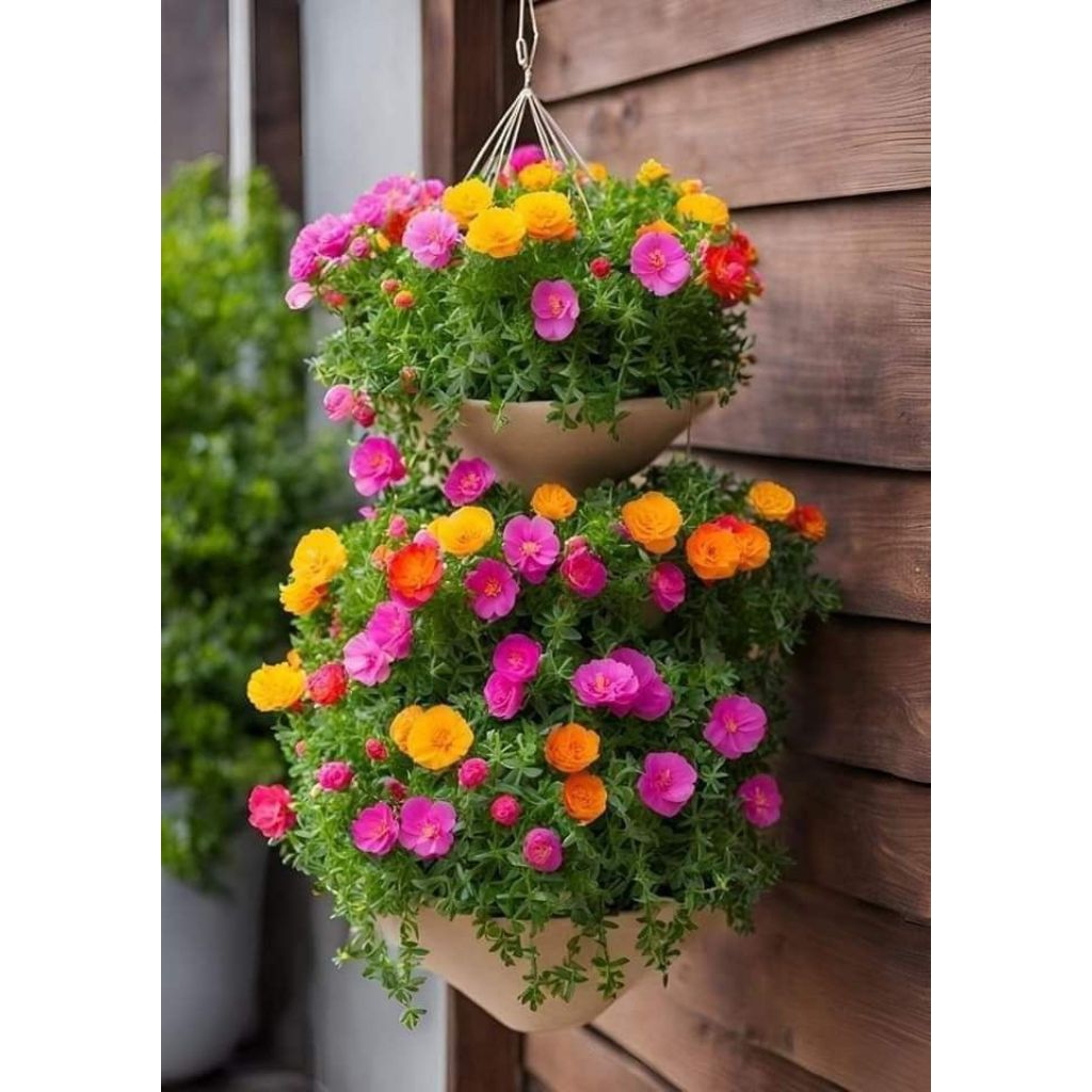 Bunga Krokot Pot Gantung