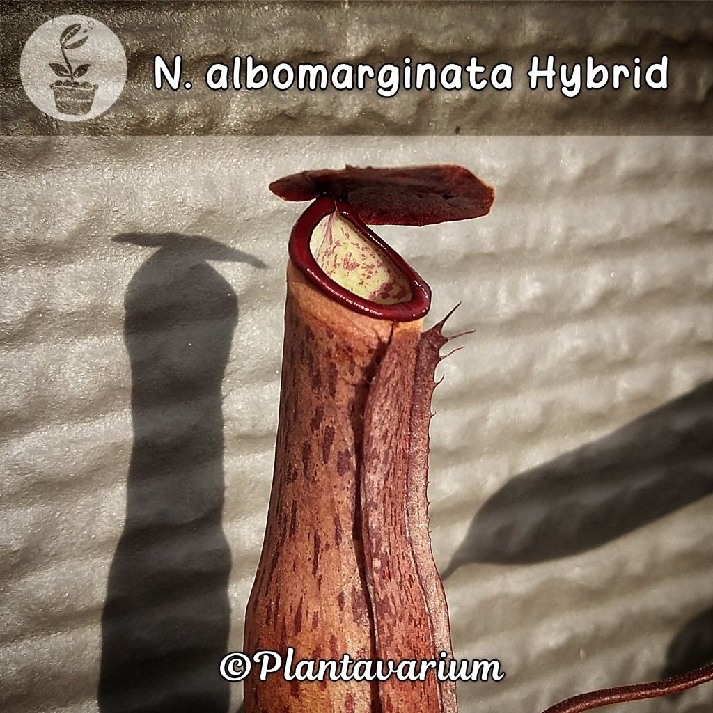 Kantung Semar Nepenthes Albomarginata Hybrid