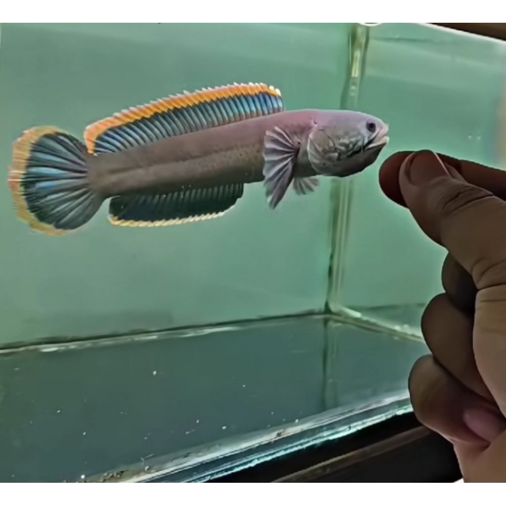 (SINGLE TANK) Limbata Gread A Mental Barr Barr