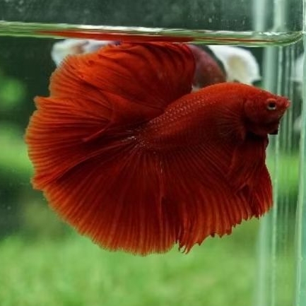 ikan cupang halfmoon super red