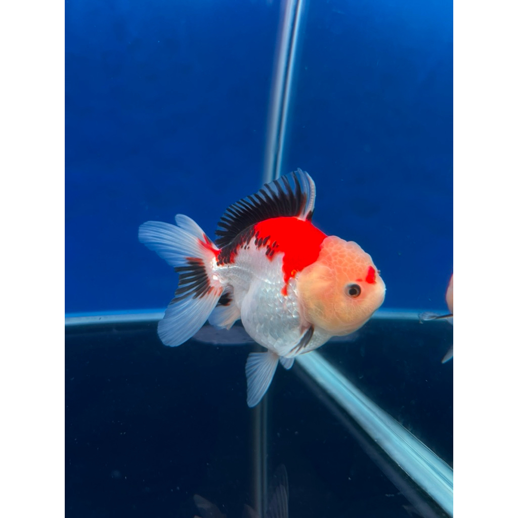 Ikan mas koki oranda tricolor