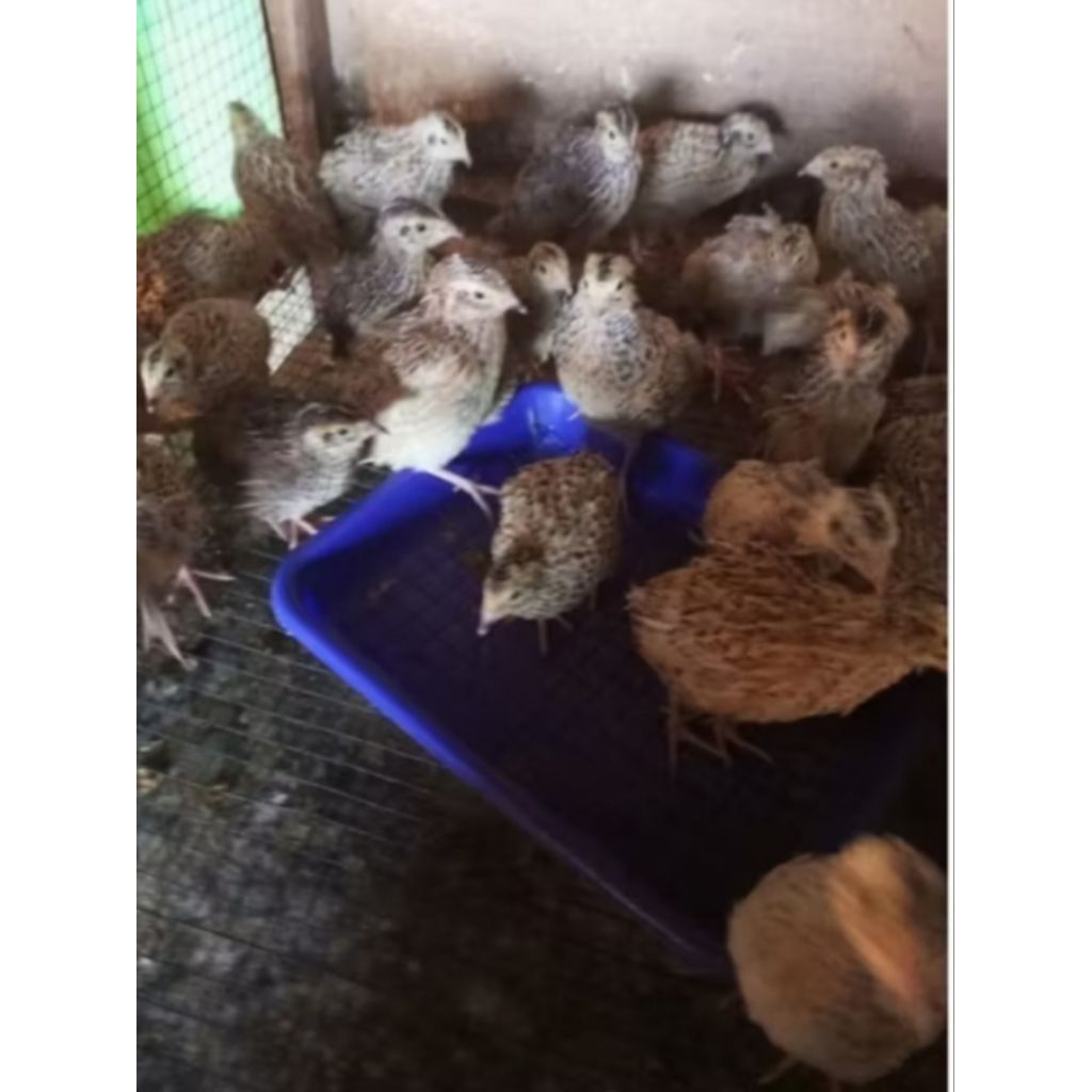 burung puyuh - puyuh jantan - puyuh pedaging (beli 10 free 1)