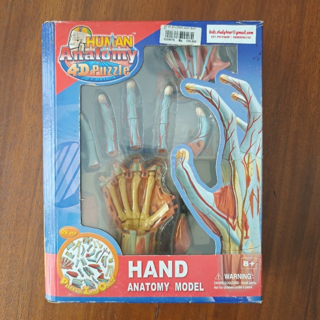 Hand anatomy model 4d puzzle