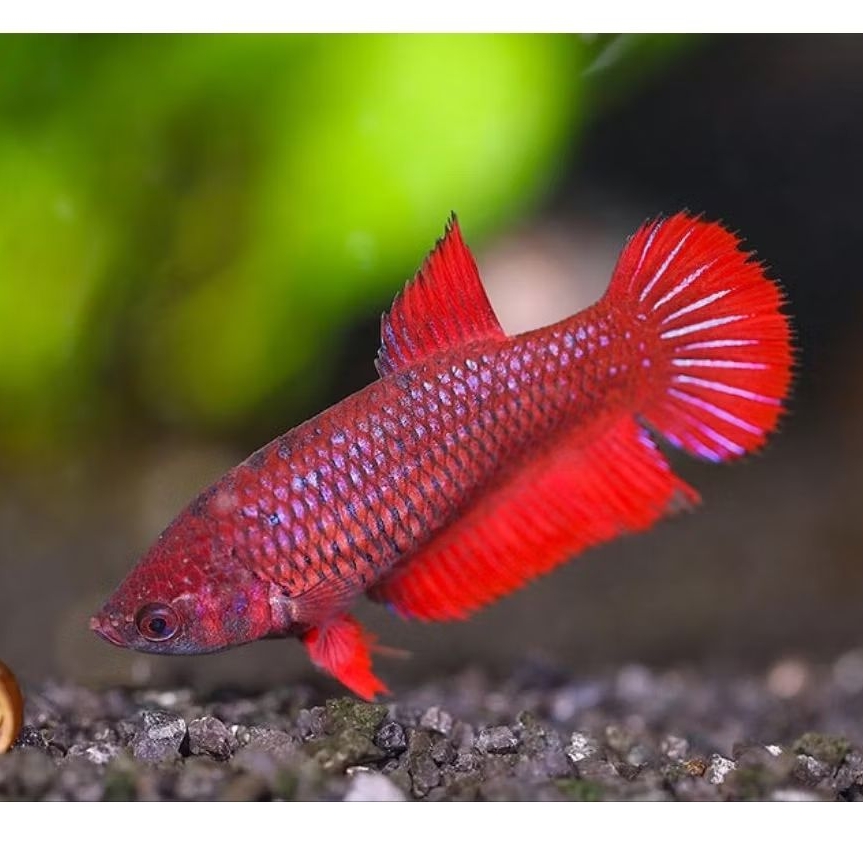wild betta splendens red fimale betina