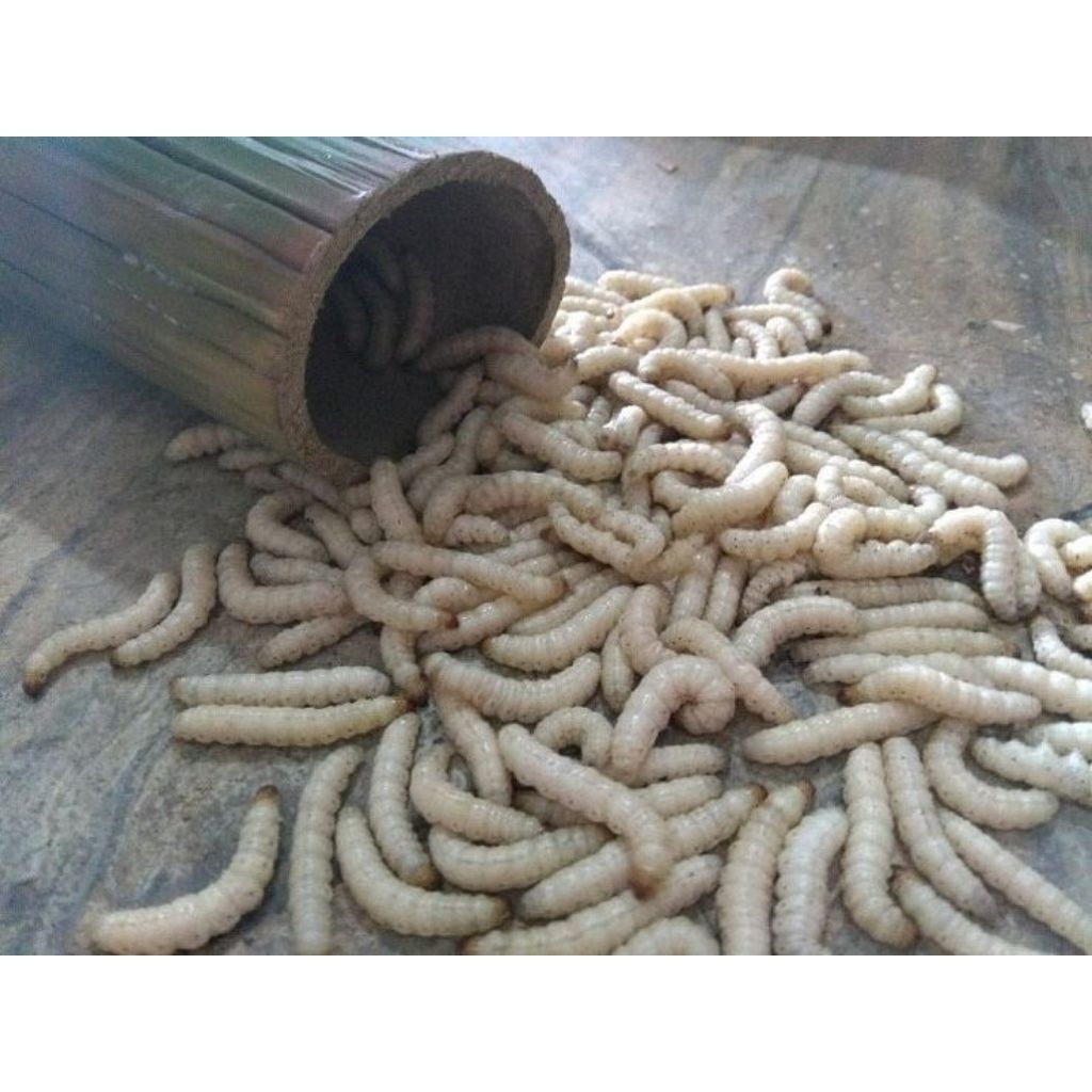 Umpan Mancing dan Makanan burung kicau Ulat Bambu Cangkilung Cilung isi 60 Ekor dijadikan 2 tabung