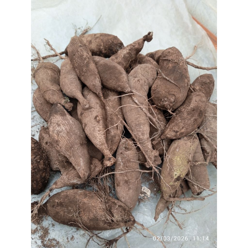 umbi dahlia warna lengkap (satuan)