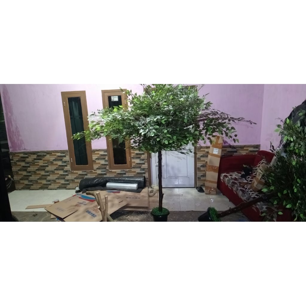 pohon beringin