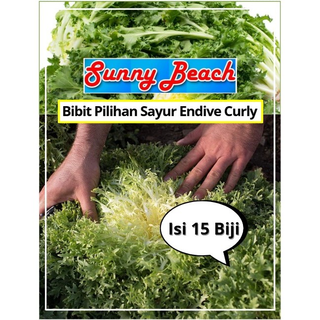Bibit Pilihan Sayur Endive Curly | Biji Benih Endive Green Curled Ruffec | Endive Curly