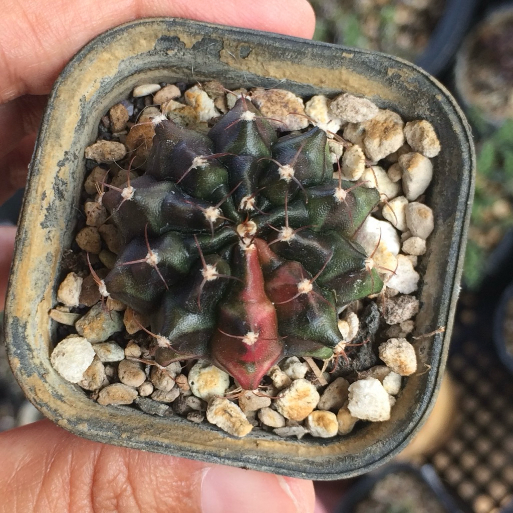 Gymnocalycium Mihanovichii Hybrid varigata var gymno miha mihanovichi jumbo kaktus tanaman hias hidu