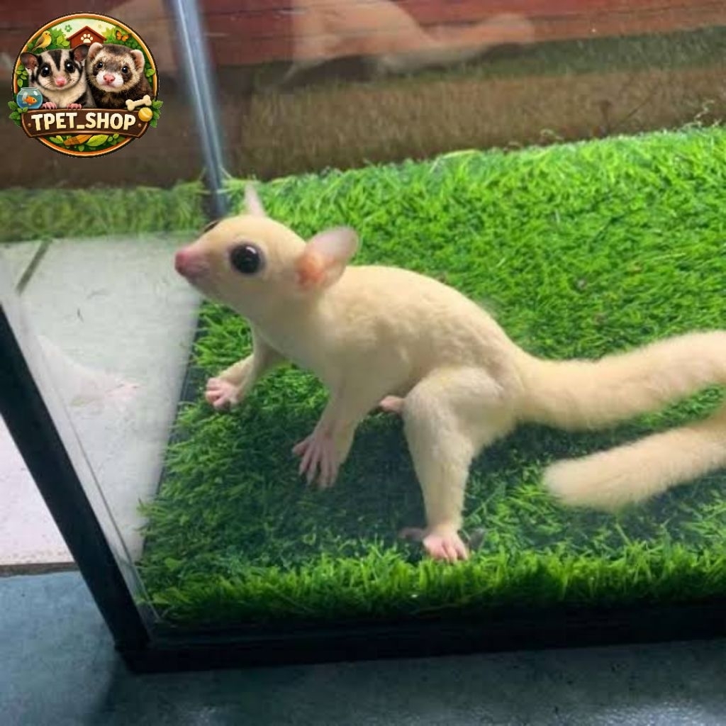 Sugar Glider Leucistic