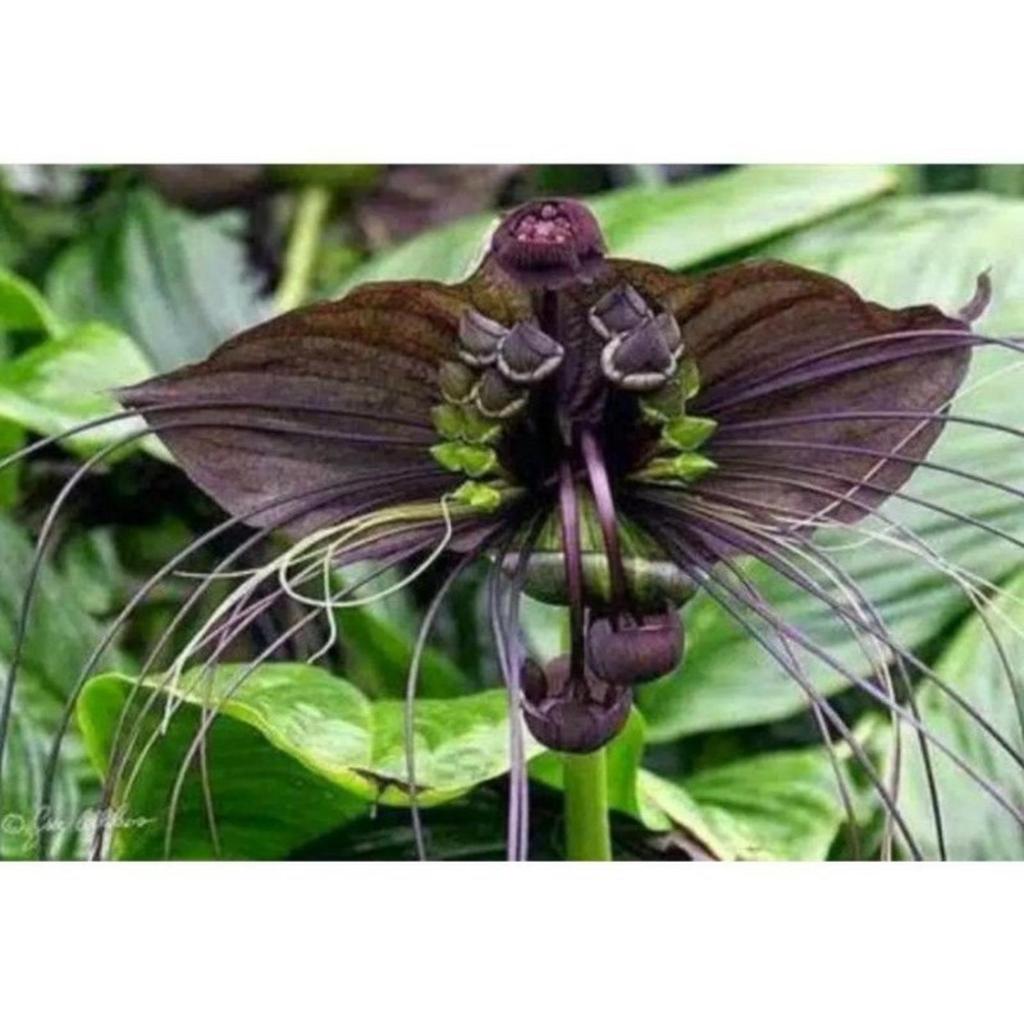 anggrek kelelawar hitam unik dan langka