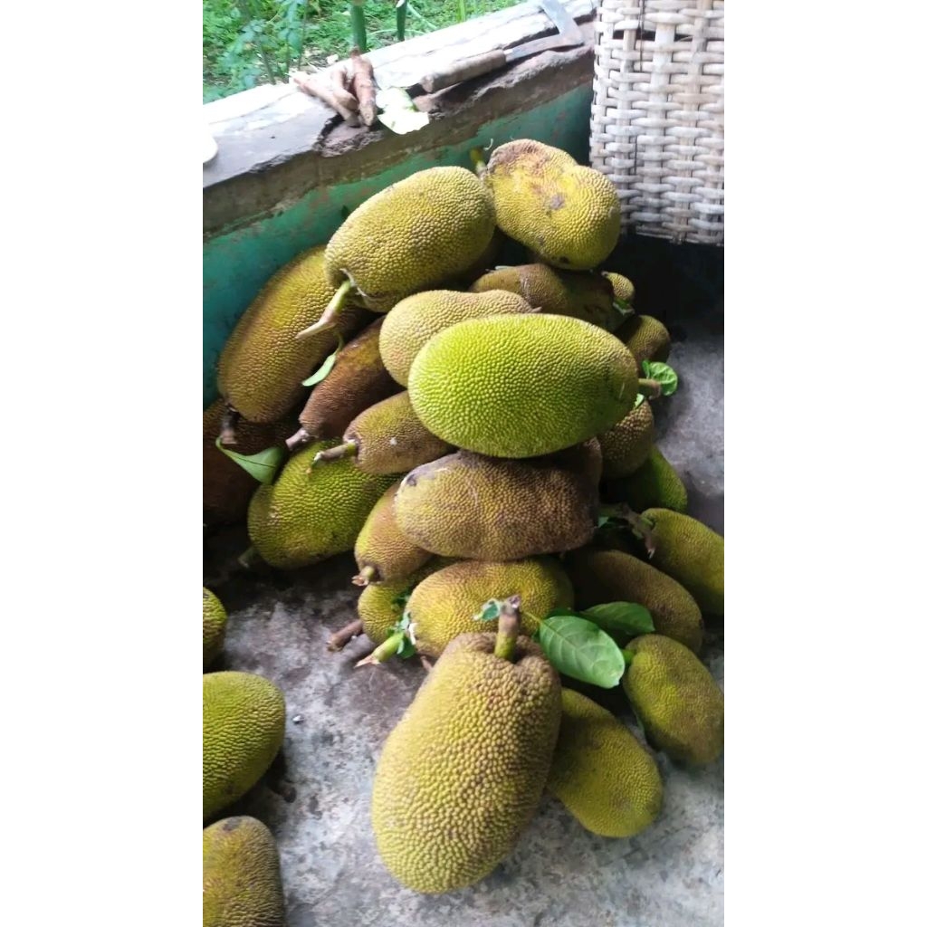BUAH NANGKA 1PCS UTUH ASLI INDRAMAYU