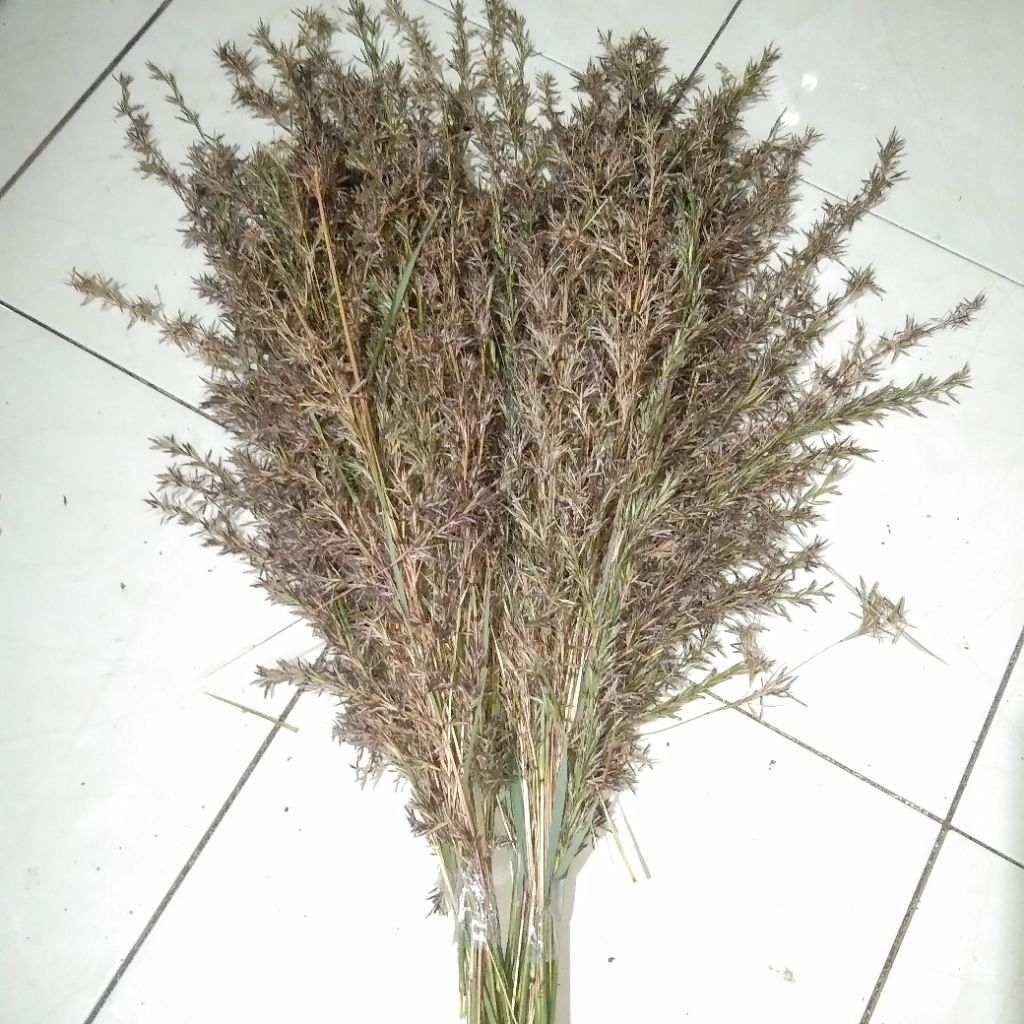 Bunga Sereh/Kembang Sereh Per ikat 200 gram