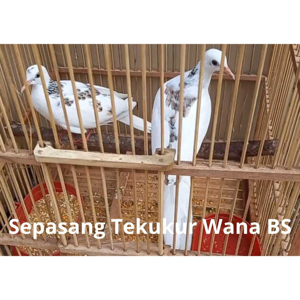 Burung Tekukur Putih Blackspot Sepasang Pilihan