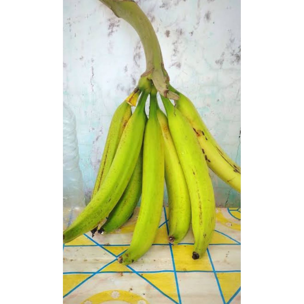 PISANG TANDUK BOTOL SUPER BIBIT UNGGUL TINGGI BIBIT 40CM~50CM