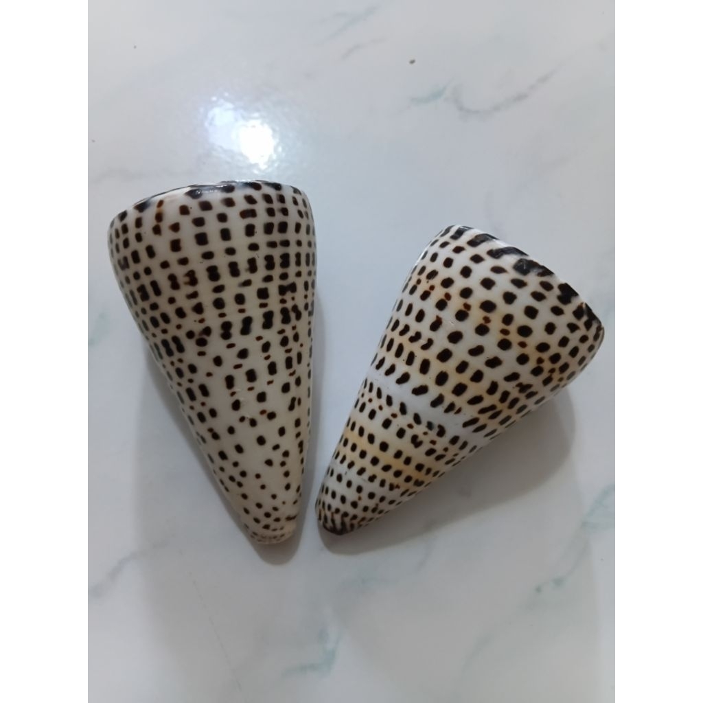 Cangkang kerang conus