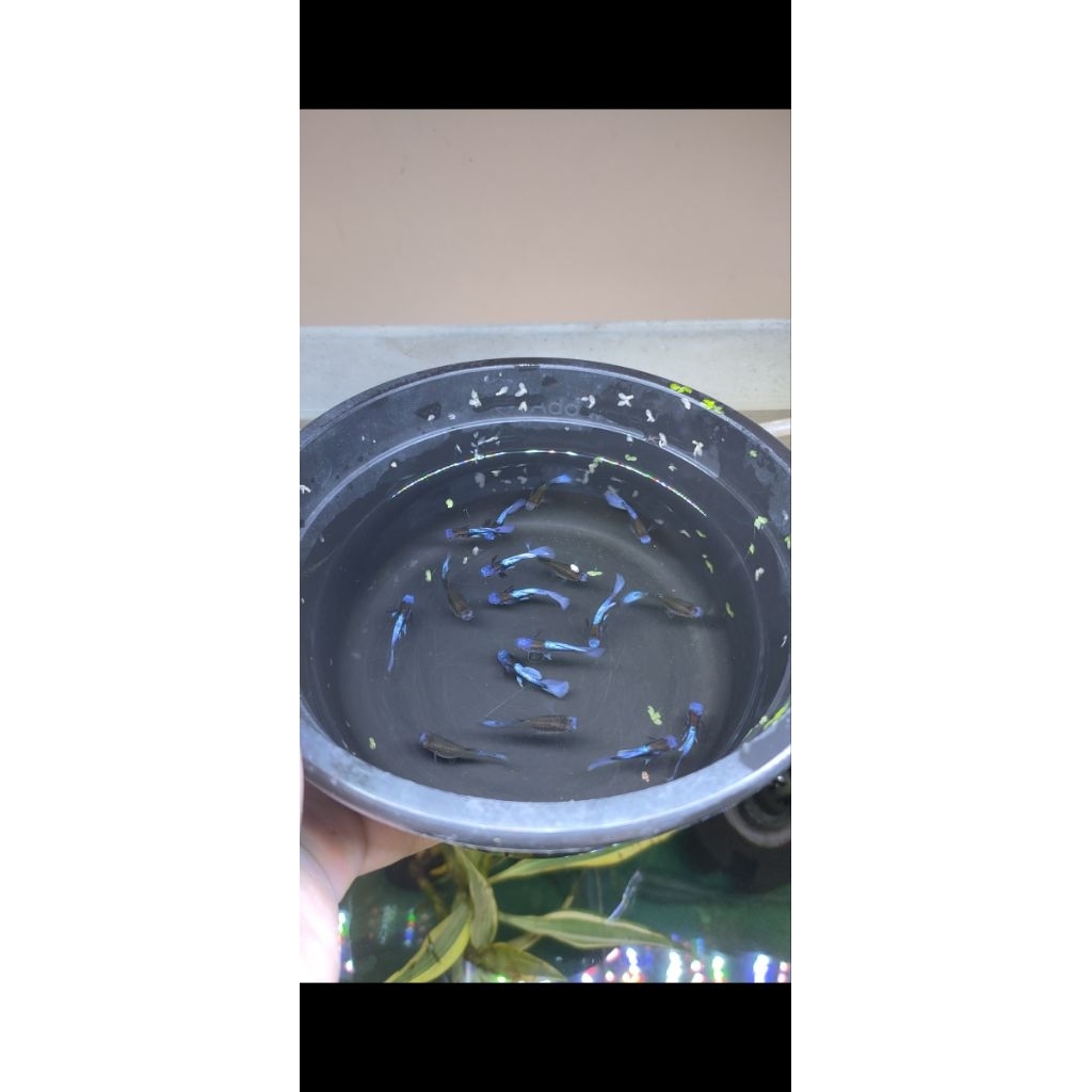 Hiasan Akuarium Guppy Blue koi/ Guppy Blue koi