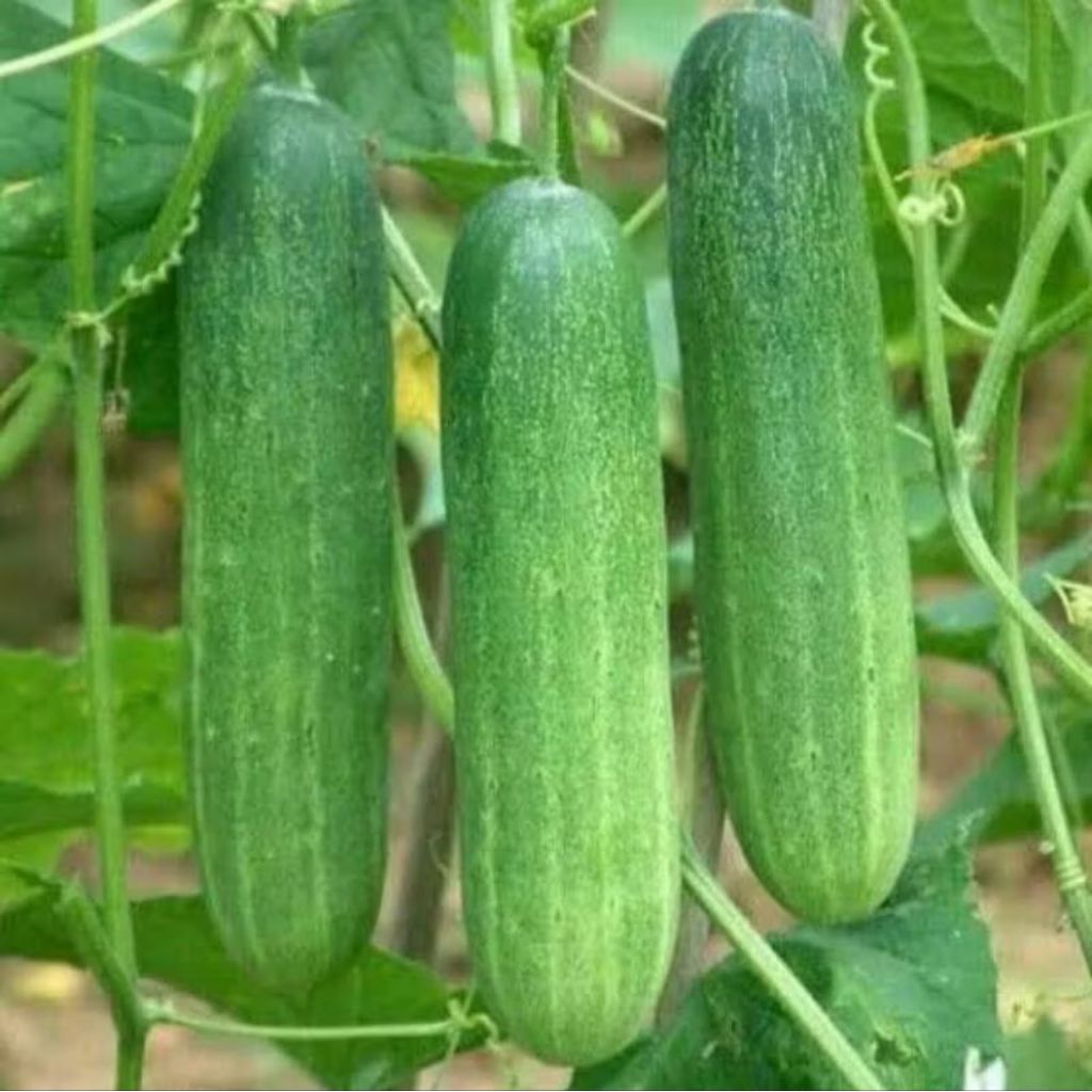 250 BUTIR BENIH MENTIMUN / TIMUN BANDANA F1