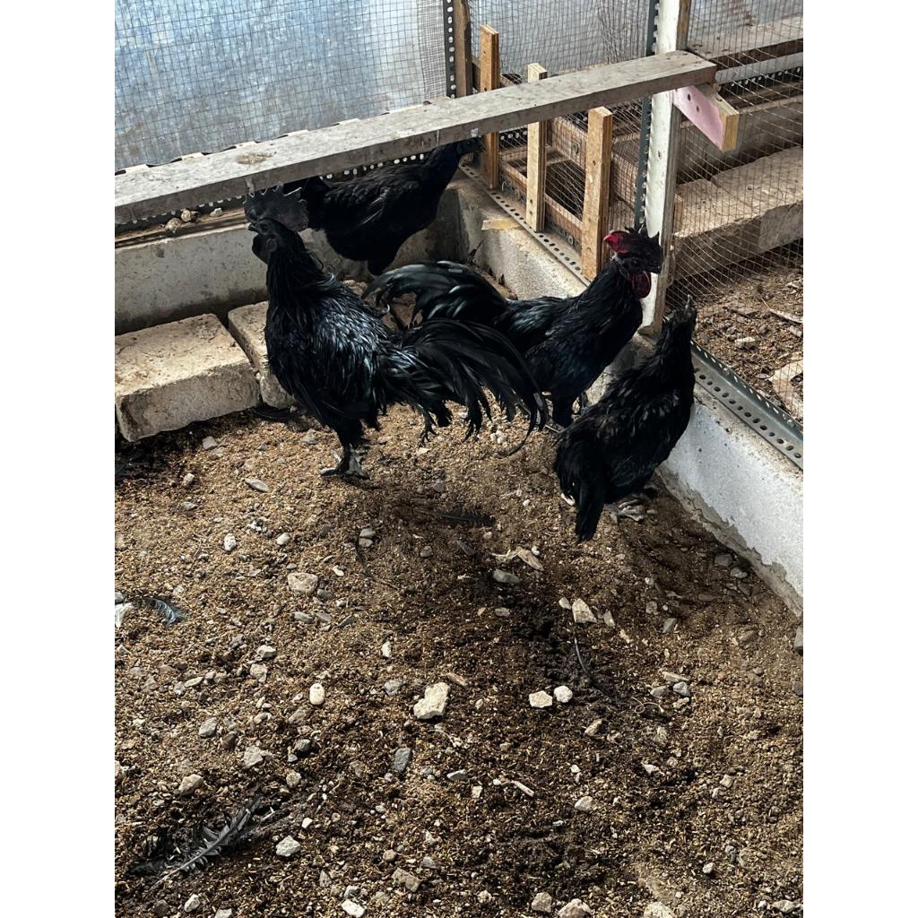 MOMMERESELLER - [1paket] Ayam cemani dewasa / Ayam cemani
