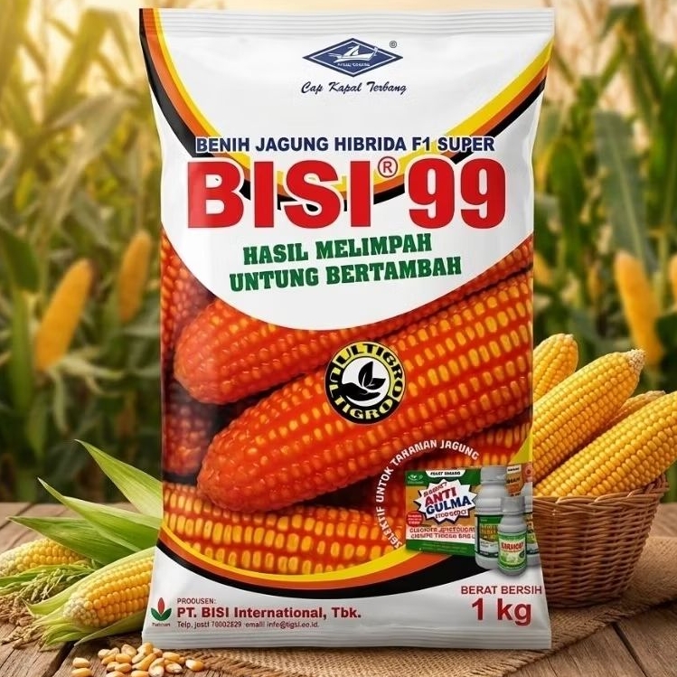benih jagung bisi 99 hibrida tahan bulai dan busuk batang