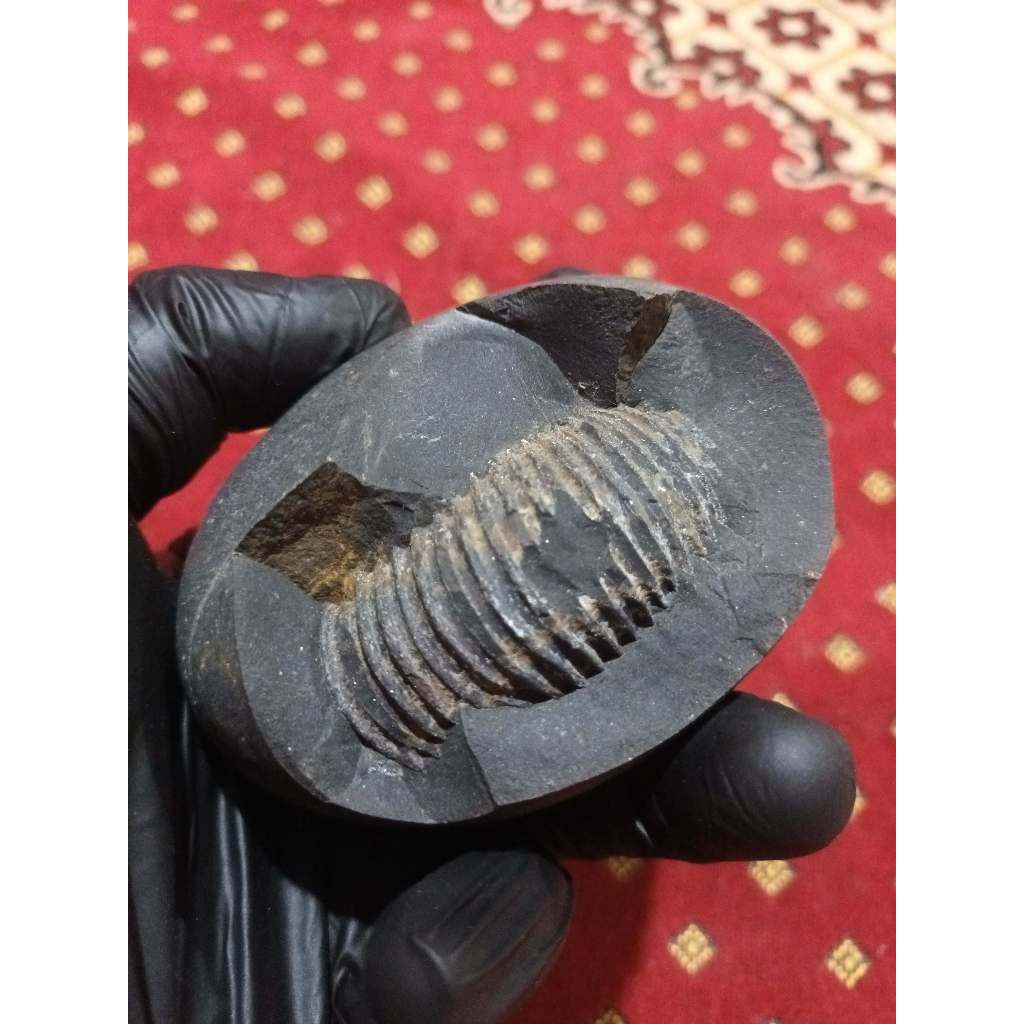 Fosil Ammonite-Original 100% Alami