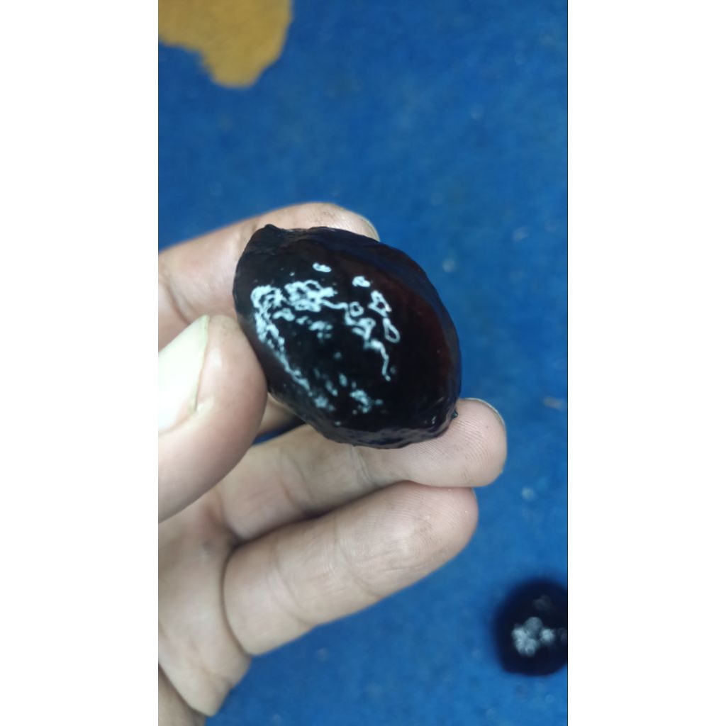 Muncang Adu Kojo siap Adu Bebas Pilih