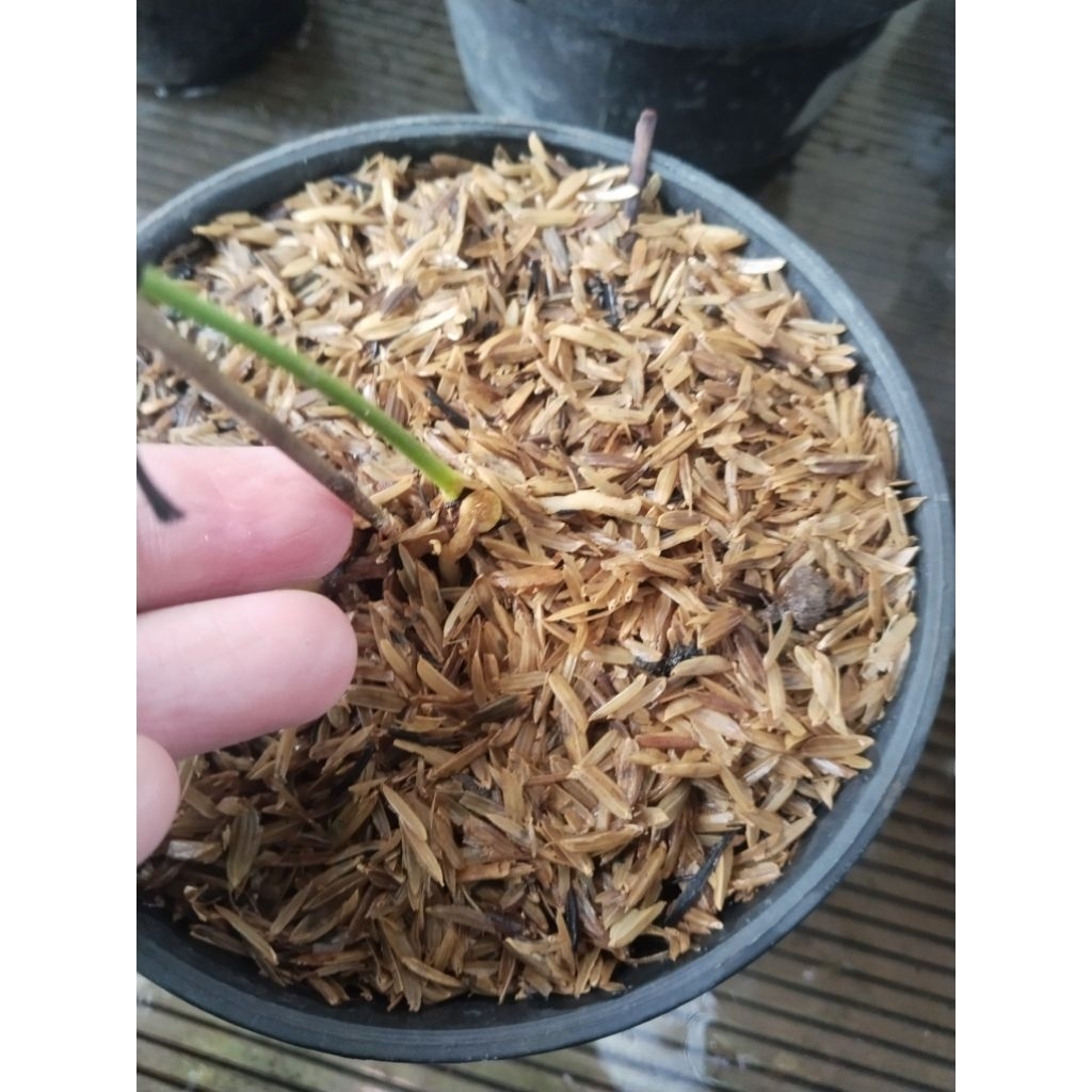 anthurium clarinervium dark form varigata