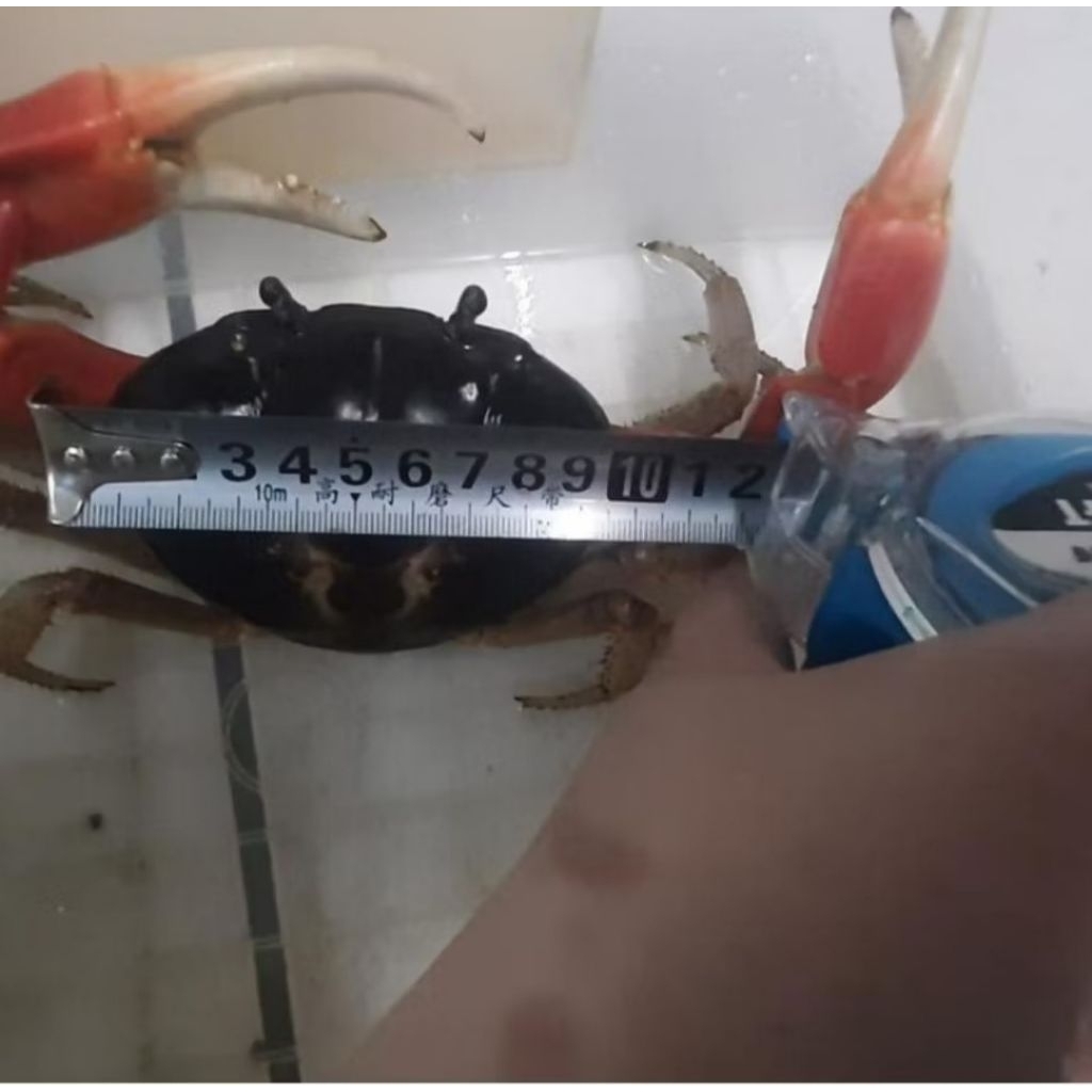 Kepiting Hias Magna Super Jumbo Uk. 9/10 cm