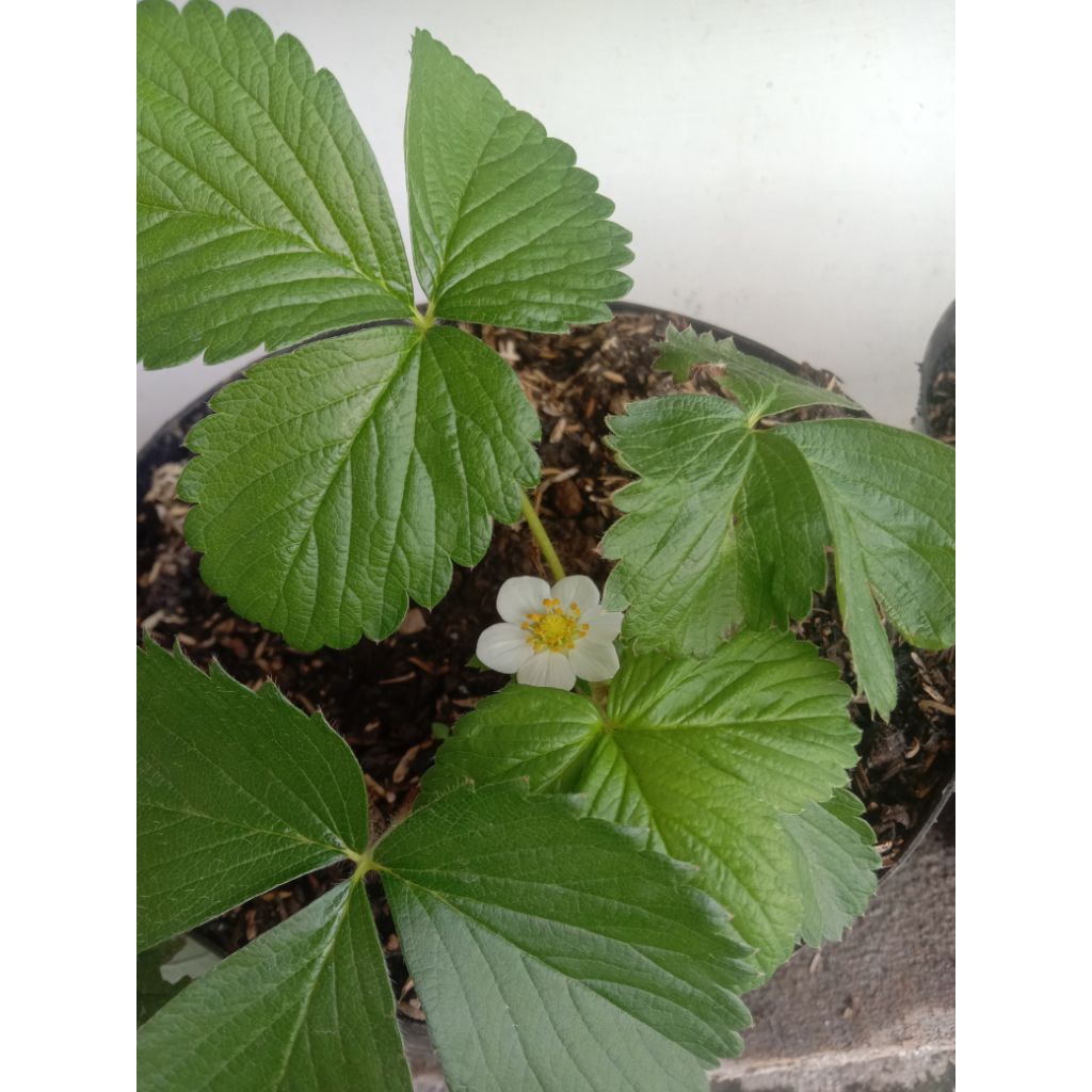 bibit strawberry siap berbuah import