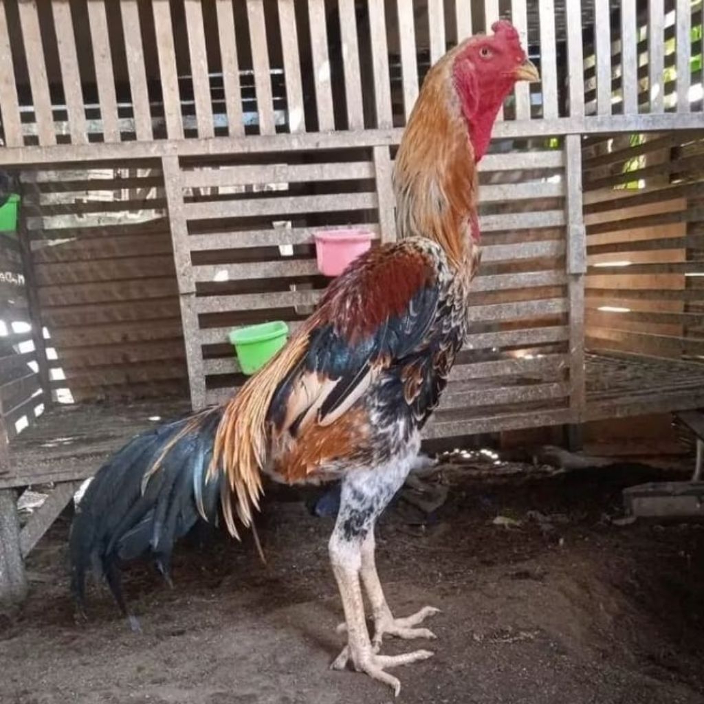 TELUR AYAM SHAMO JEPANG ORI  BISA UNTUK DITETASKAN