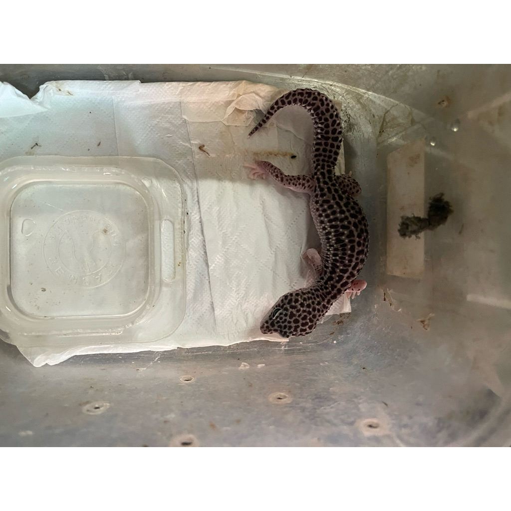 GECKO TOKEK LUCU IMUT SNOW