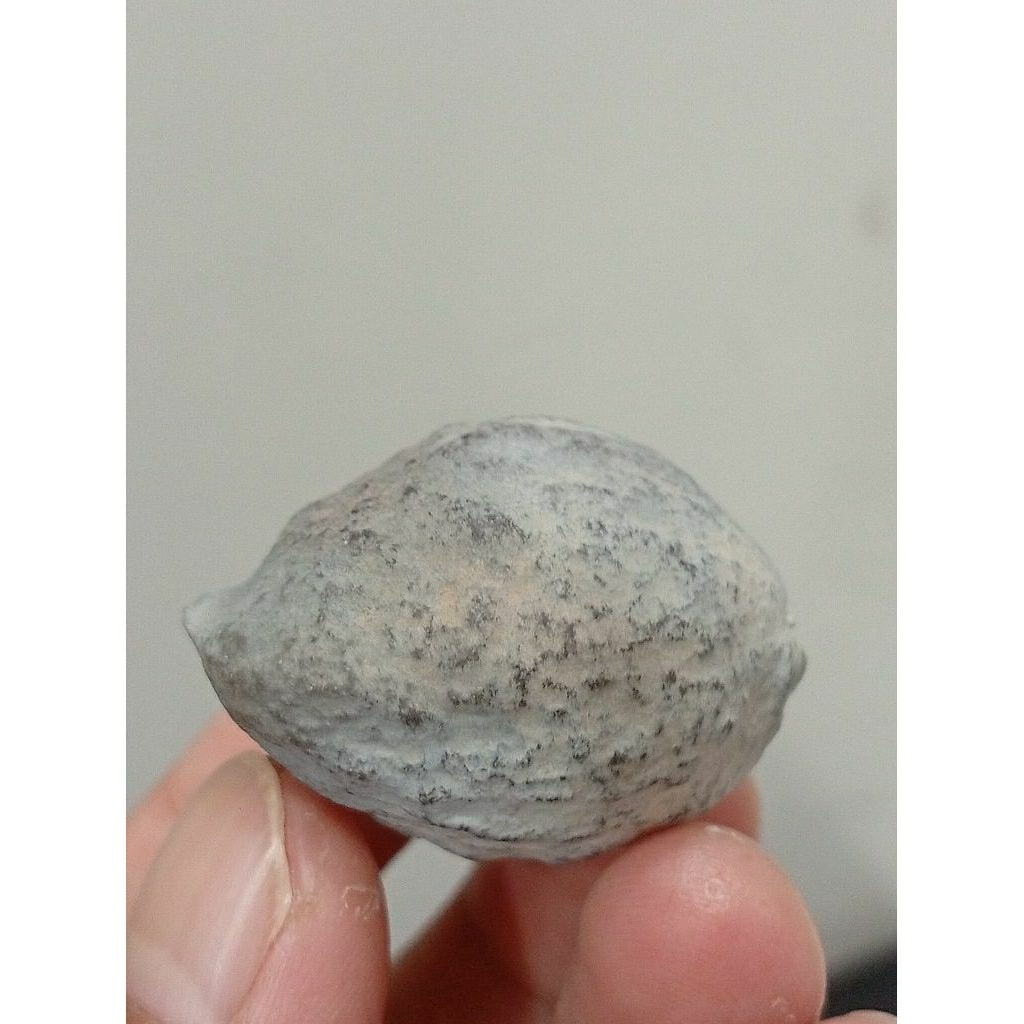 Muncang Adu YANTI MANOHARA X RAJABATOK TOP SUPER QUALITY 100%