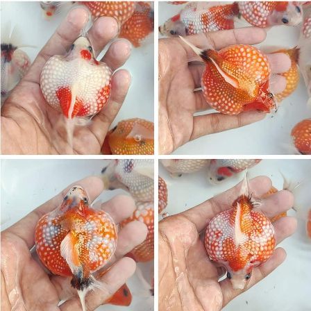 ikan hias gembul air tawar aquarium mas koki MUTIARA TIKUS ISI 4 EKOR