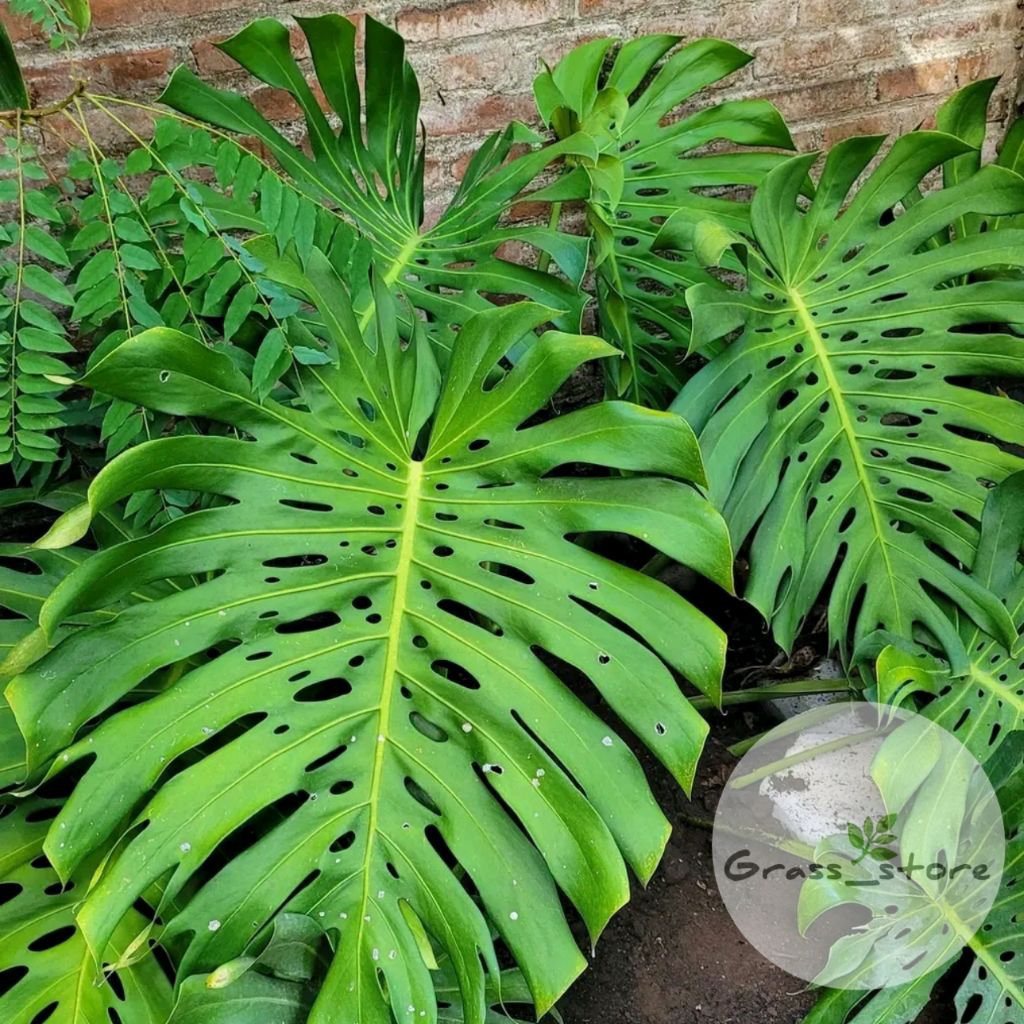 Tanaman Hias Monstera King Giant / Monstera King / Tanaman Hias Monstera / Tanaman Indoor Outdoor