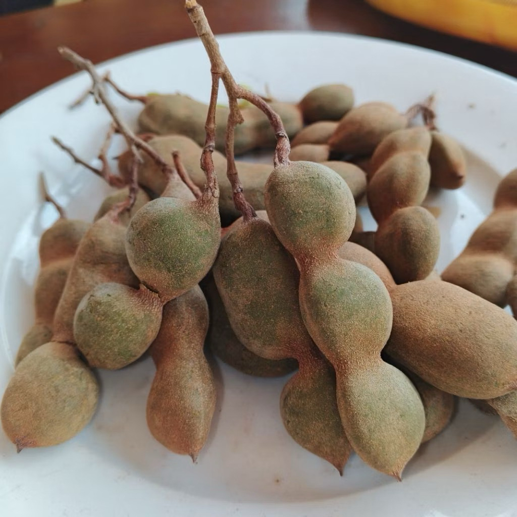Asam Jawa Mentah 1000 gram asam jawa asli mentah 1kg asam jawa asli murah