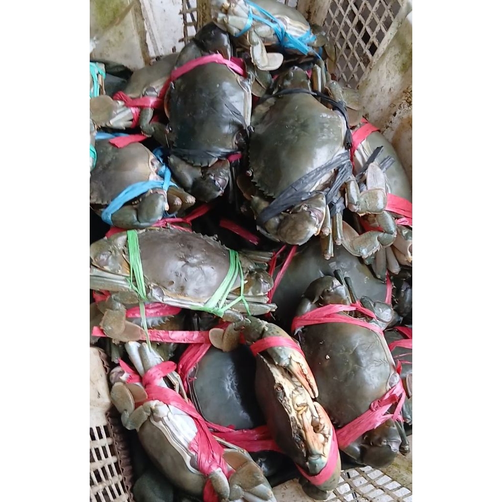 Kepiting Bakau Segar Hidup 500gr & 1kg (isi 2-4 ekor /kg)