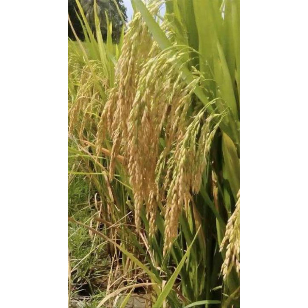 Bibit padi IR 64 super 1 kg/ bibit padi