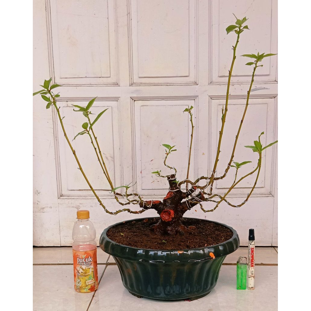 bonsai loa bogel prospek 270.000 program akar kokoh mantap.