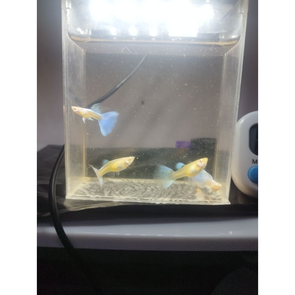 PACKING KARDUS GUPPY Sky Blue / Topaz Gen Ribbon