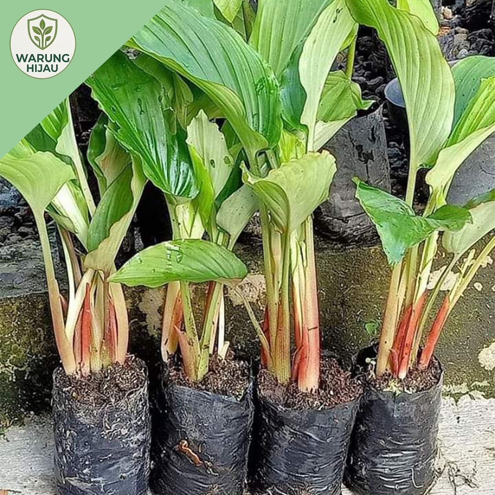 Paket 5 Bibit Kunyit Hitam Asli Dari India Polibeg + bonus