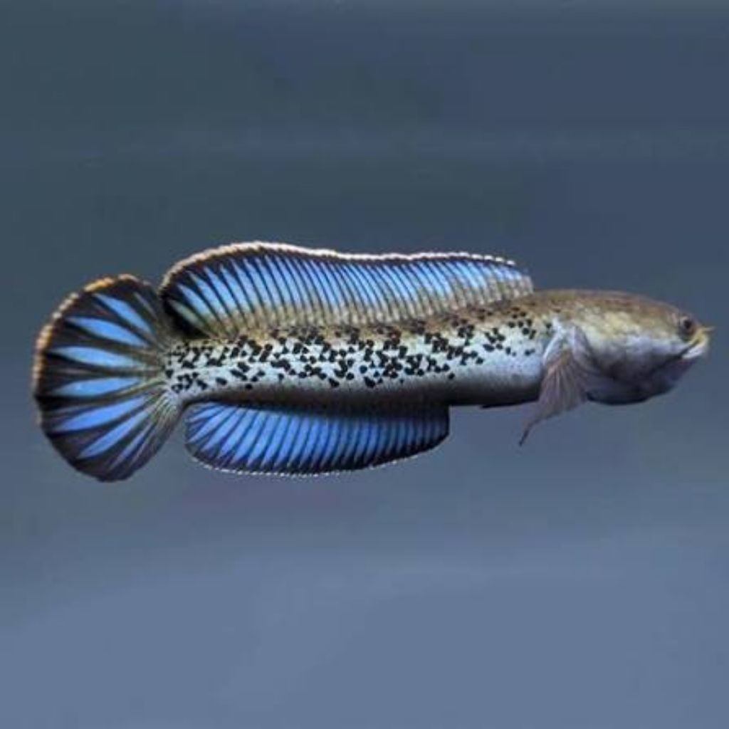 mainan chana stewarti grit a++ 7cm