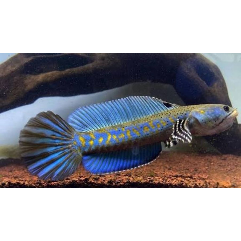 mainan chana blue pulcra grit A++ 7cm