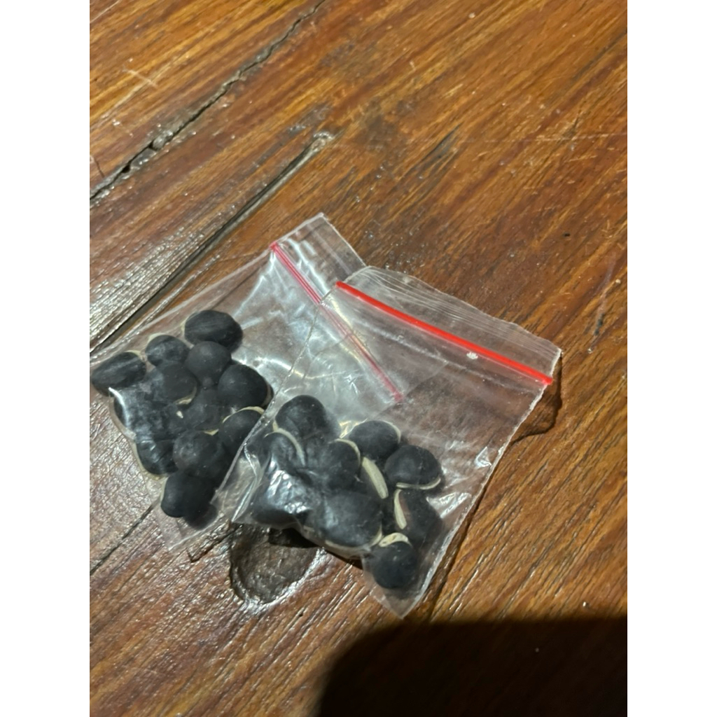 biji bijian sayuran siap tanam benih siap tanam termurah