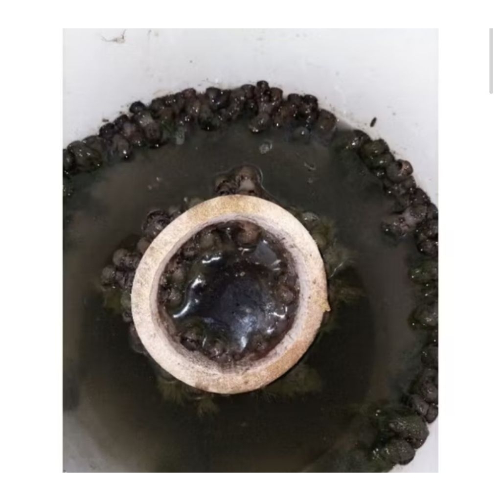 Tutut sawah hidup segar 500 gram