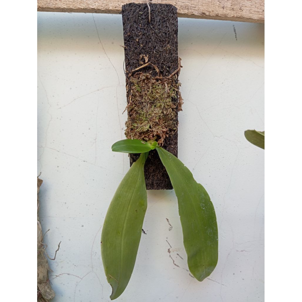 Phalaenopsis amboinensis var. common